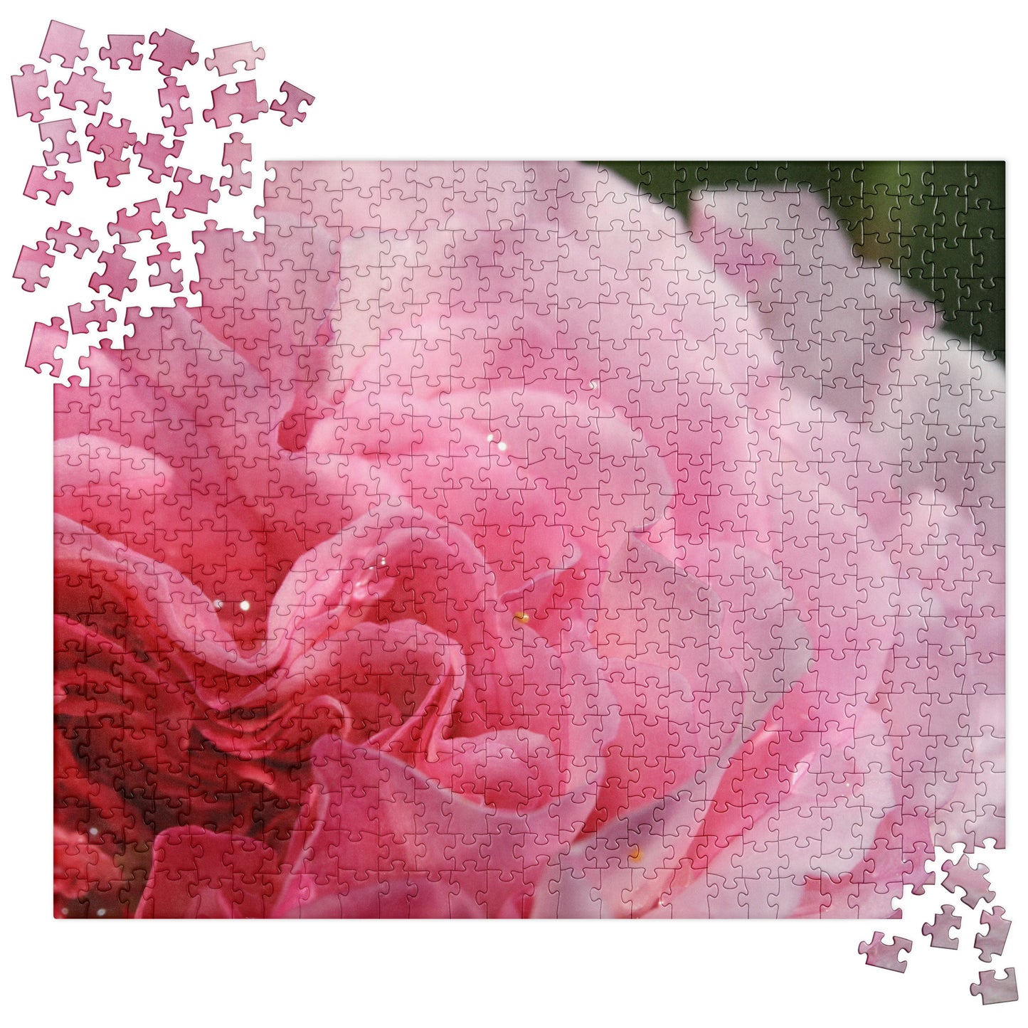 Floral Jigsaw Puzzle: American Garden Rose