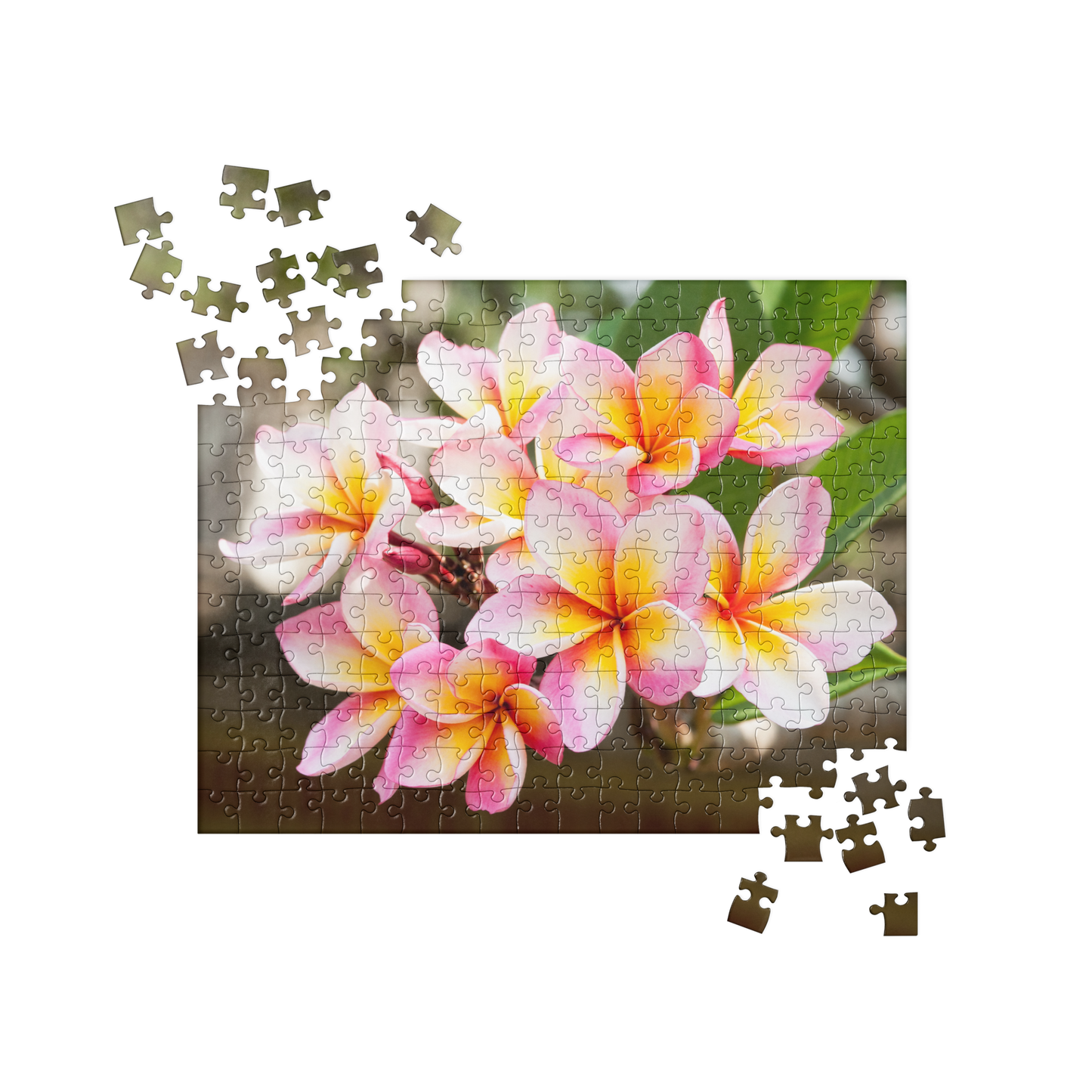 Summer Jigsaw Puzzle: Frangipani Flowers