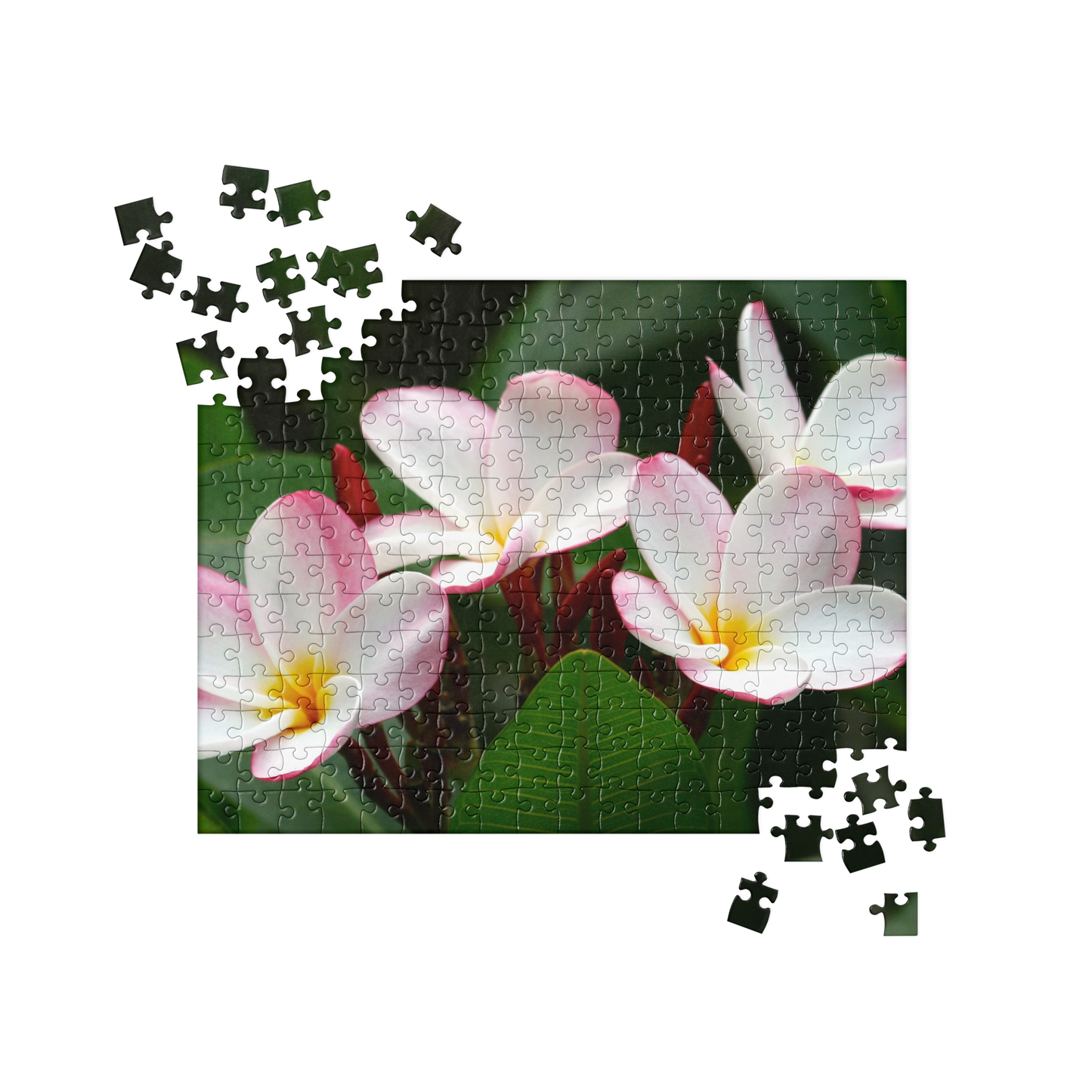 Summer Jigsaw Puzzle: Plumeria Flowers