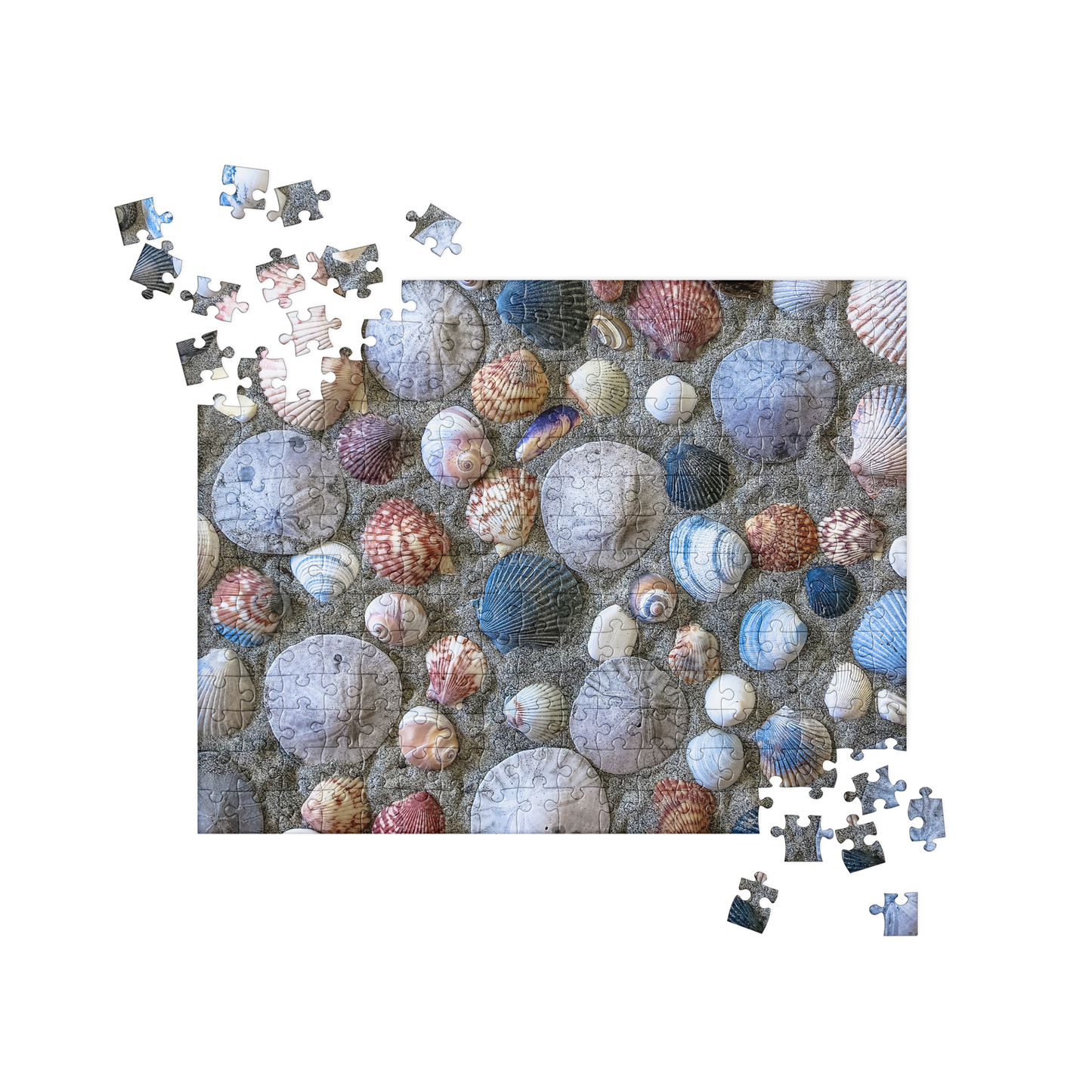 Summer Jigsaw Puzzle: Seashells and Sand Dollars