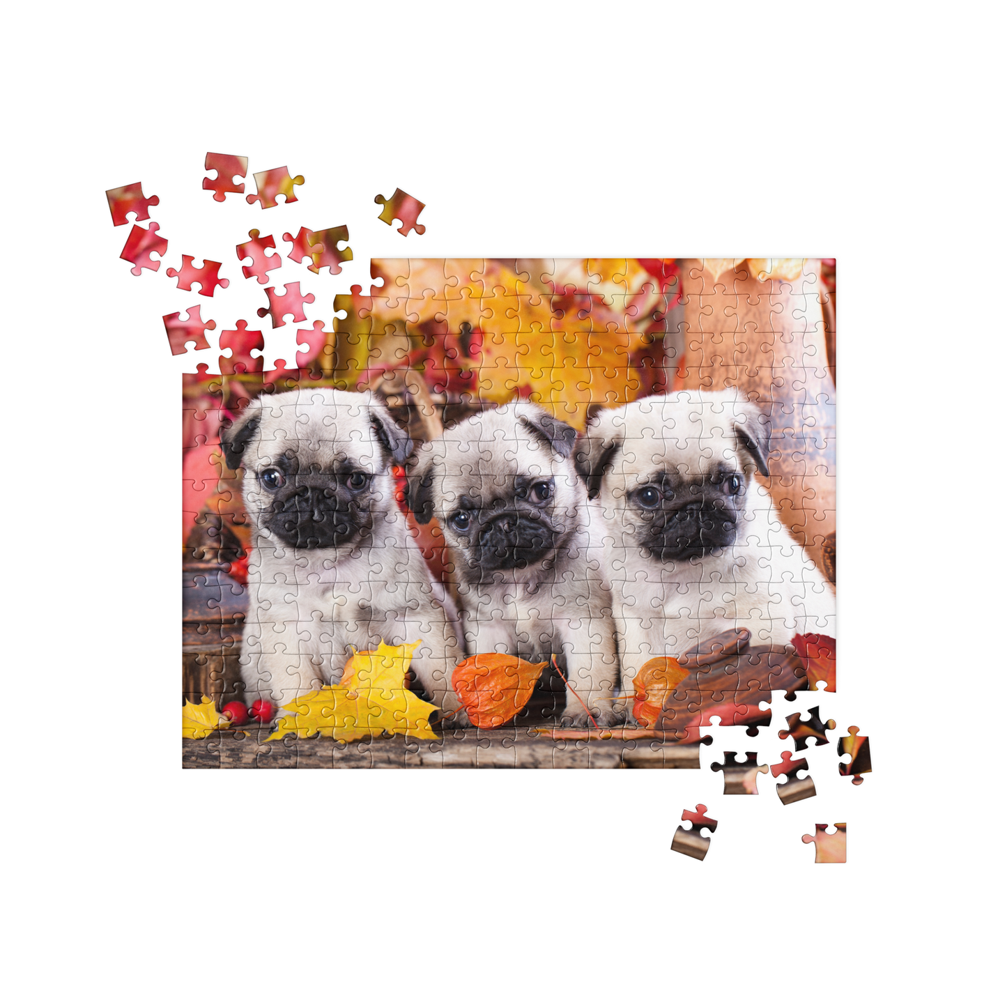 Puppy Jigsaw Puzzle: Pug Puppies in Autumn