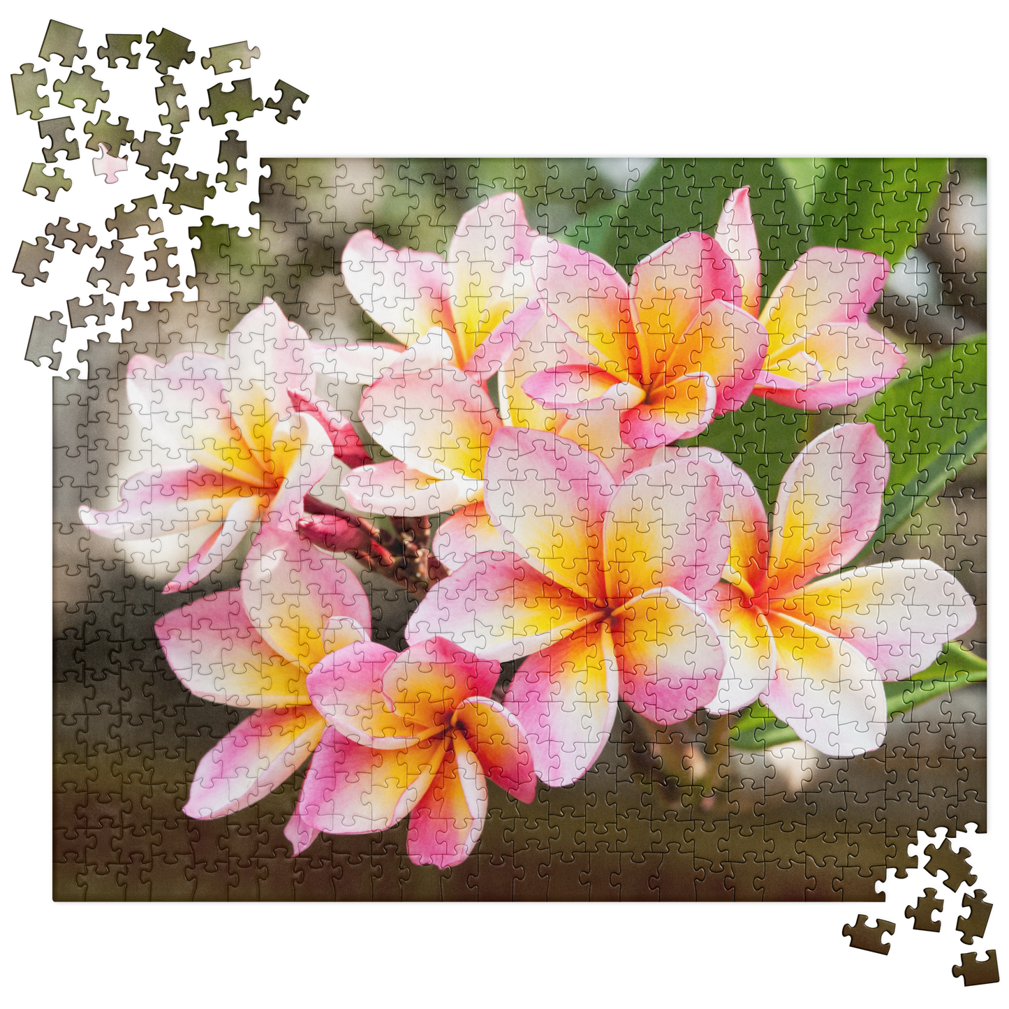 Summer Jigsaw Puzzle: Frangipani Flowers