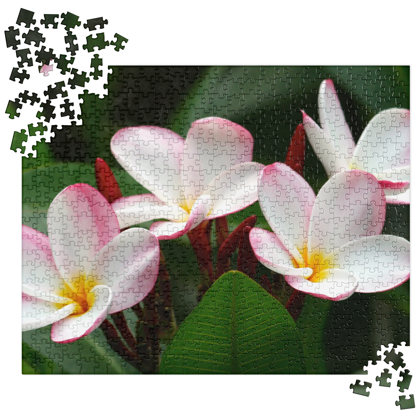 Summer Jigsaw Puzzle: Plumeria Flowers