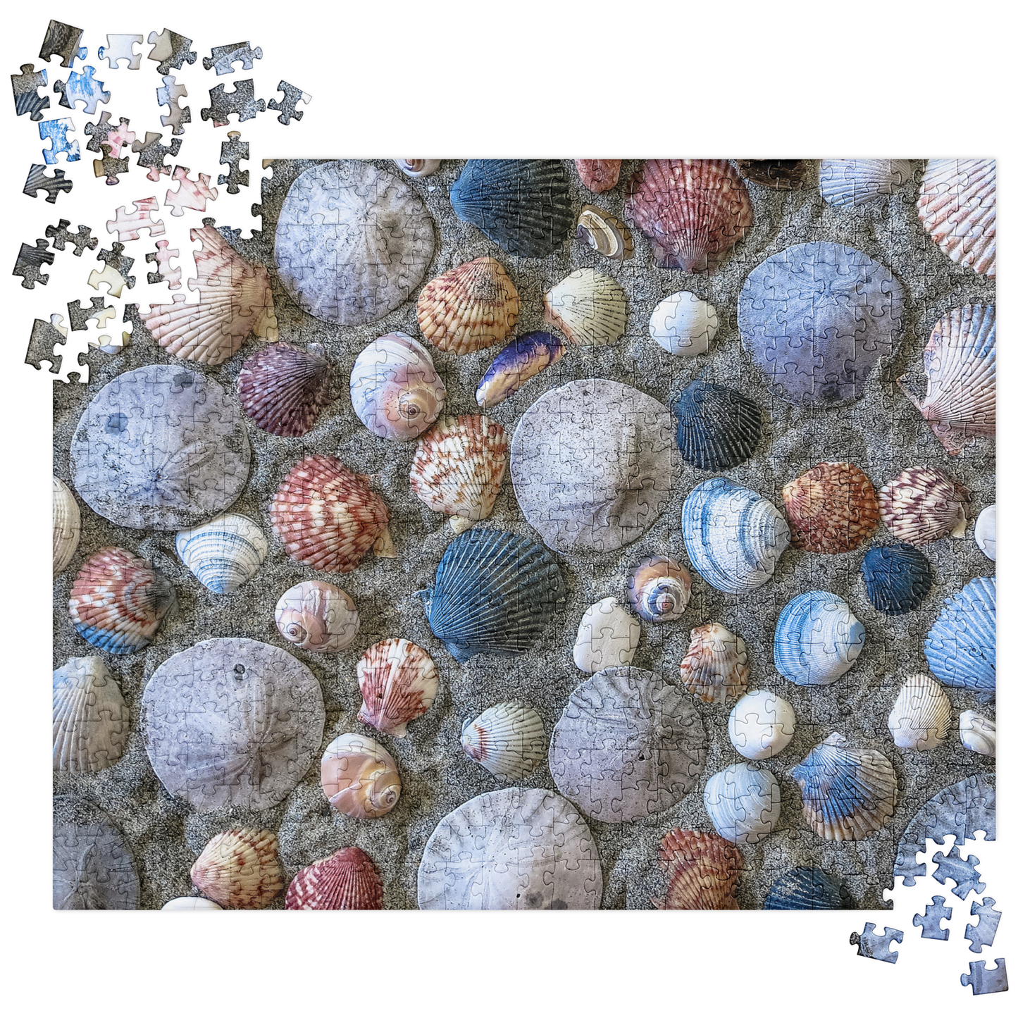 Summer Jigsaw Puzzle: Seashells and Sand Dollars