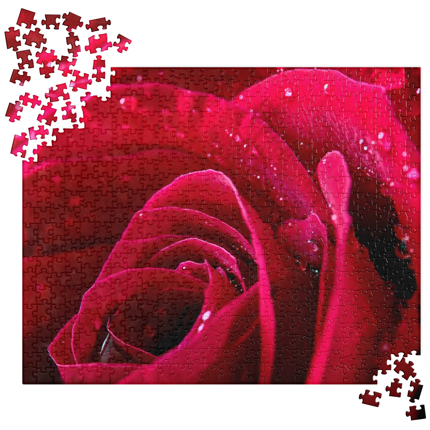 Floral Jigsaw Puzzle: Wet Red Rose