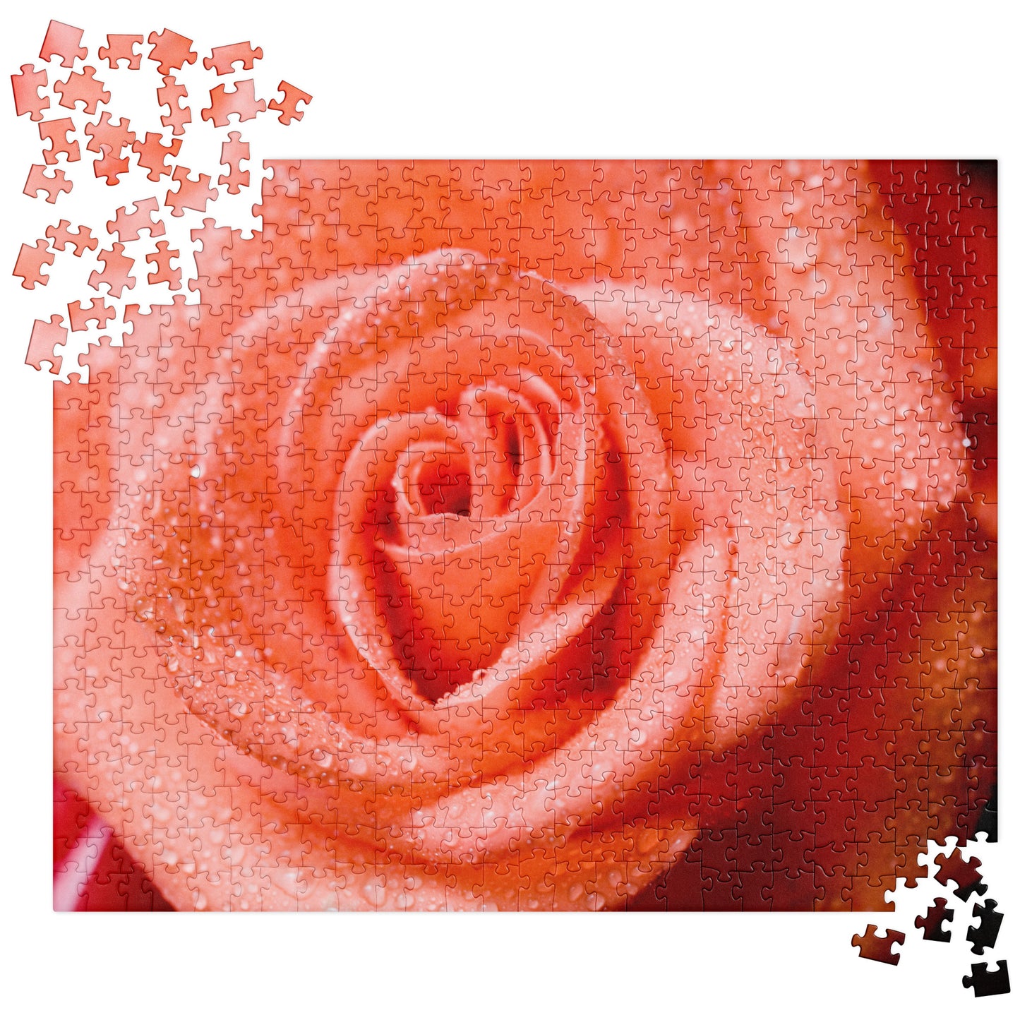 Floral Jigsaw Puzzle: Wet Orange Rose